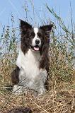 BORDER COLLIE 031
